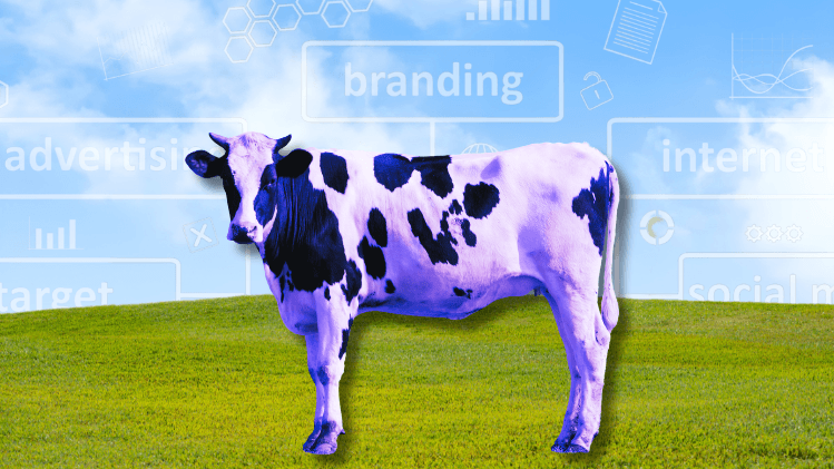 Cover_Purple_Cow_563de16e9e.png